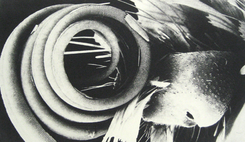 Butterfly's Tongue Andrea Soler